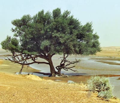 غبار على طريق مكة - الرياض ..  والحرارة 30 في تبوك غدا