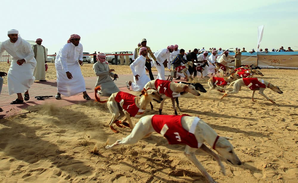إماراتيون يحفزون كلابهم خلال السباق السنوي للكلاب السلوقية في منطقة شويهان بالقرب من أبوظبي