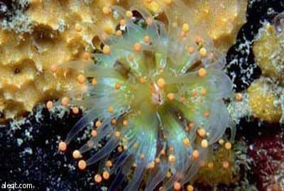 الإسفنج البحري السوري مهدد بالانقراض