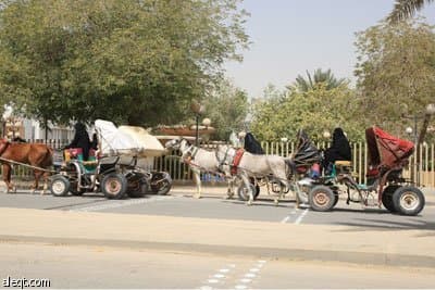ذاكرة الرياض تستعيد عربات الخيول