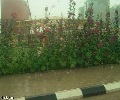الرياض تستقبل إجازة الربيع بزخات المطر .. (تحديث مستمر)