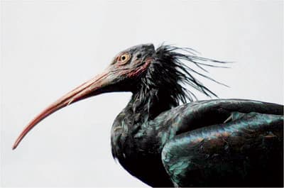 نصف مليار طائر مهاجر يحلق فوق سماء السعودية