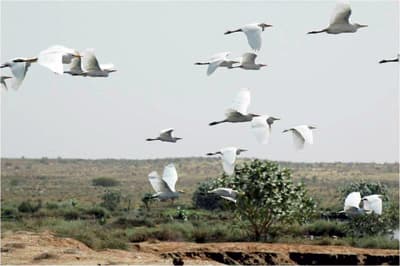 نصف مليار طائر مهاجر يحلق فوق سماء السعودية