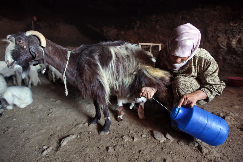 مرأة الفلسطينية تحلب الماعز