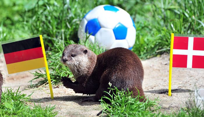 النمس يختار علم ألمانيا ويتوقع فوزها على الدنمارك في مباراتهم المقبلة