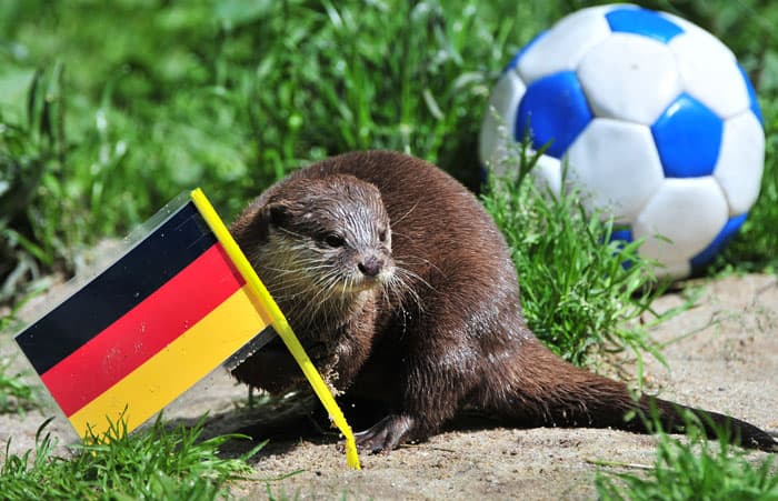 النمس يختار علم ألمانيا ويتوقع فوزها على الدنمارك في مباراتهم المقبلة