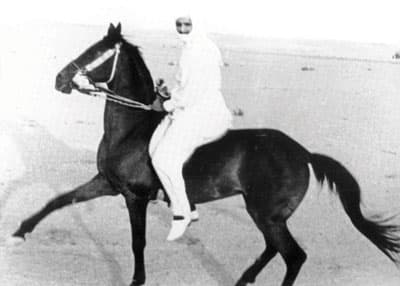 سلمان عاشق الخيل والصحراء