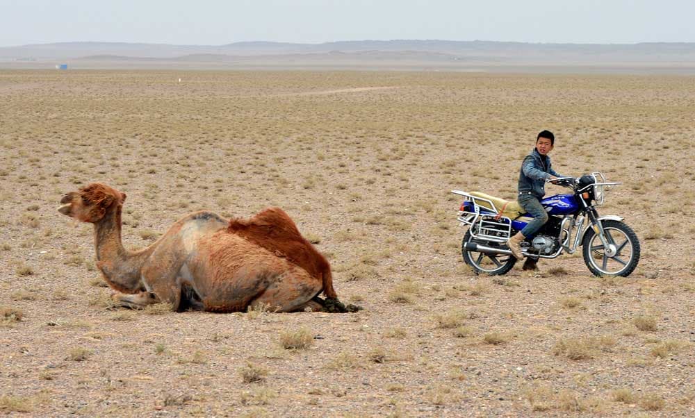 صبي يتجول بدراجته بجانب أحد الجمال في صحراء منغوليا الجنوبية حيث بلغت درجة الحرارة 50 درجة