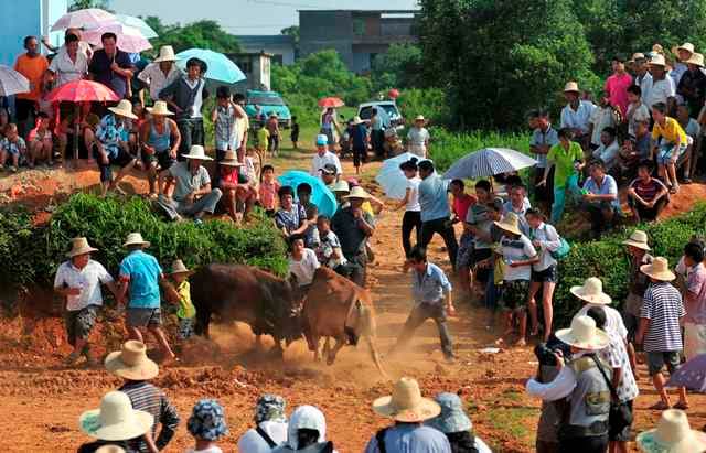 مهرجان مصارعة الثيران يحتفل لأكثر من 300 سنة
