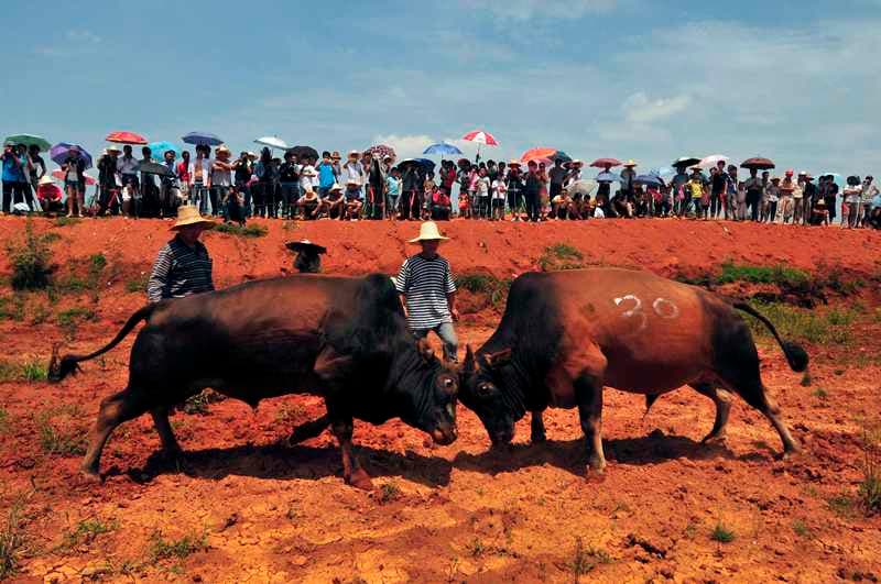 مهرجان مصارعة الثيران يحتفل لأكثر من 300 سنة
