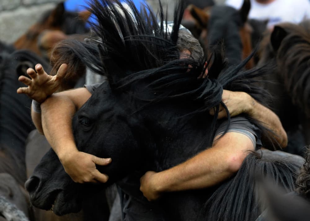 مهرجان "ترويض الخيول" في مدينة سانتياغو دي كومبوستيلا في اسبانيا