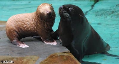 مولد فقمة نادرة مصابة بالبهاق في إحدى حدائق الحيوان الألمانية