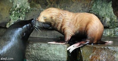 مولد فقمة نادرة مصابة بالبهاق في إحدى حدائق الحيوان الألمانية