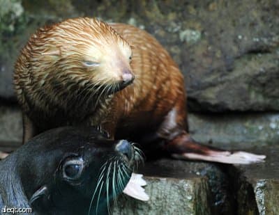 مولد فقمة نادرة مصابة بالبهاق في إحدى حدائق الحيوان الألمانية