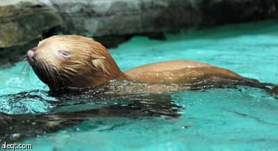 مولد فقمة نادرة مصابة بالبهاق في إحدى حدائق الحيوان الألمانية