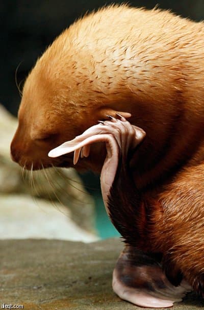 مولد فقمة نادرة مصابة بالبهاق في إحدى حدائق الحيوان الألمانية