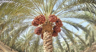 سهيل.. نجم تستبشر به العرب وتضرب به الأمثال