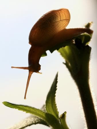 الحياة الصغيرة