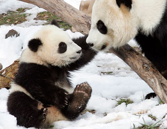 نفوق دب باندا بعد أسبوع من ولادته في حديقة حيوان واشنطن