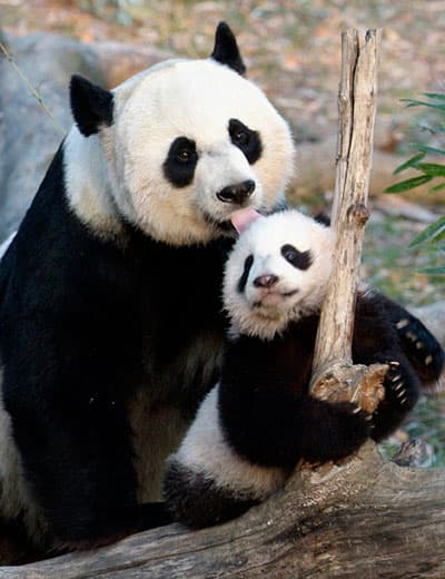 نفوق دب باندا بعد أسبوع من ولادته في حديقة حيوان واشنطن