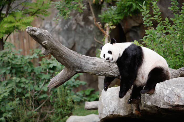 نفوق دب باندا بعد أسبوع من ولادته في حديقة حيوان واشنطن