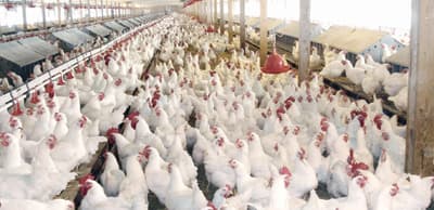شركات عالمية تُعيد تسعير عقود تصدير الدجاج إلى السعودية
