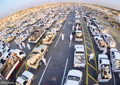 الأضاحي في القصيم .. العرض أقل من الطلب والسعر يرتفع