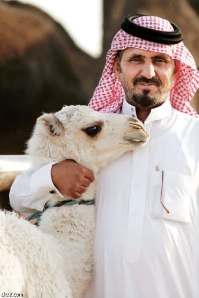 بائع يمسك جملا صغيرا في سوق للإبل قرب مدينة الرياض