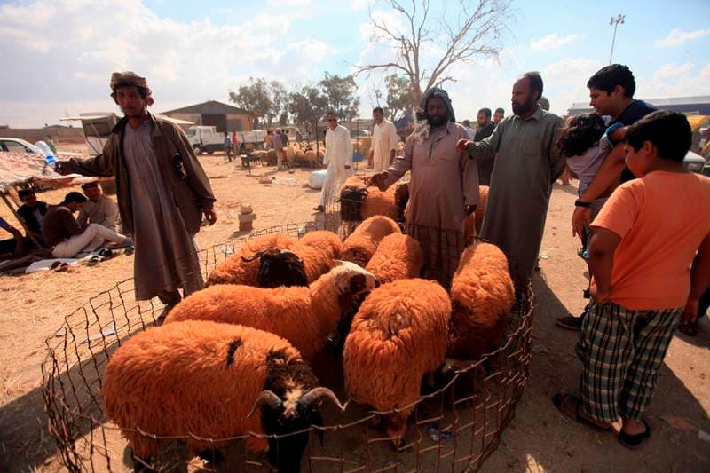 قصة مصورة : الاضحية .. شعيرة يبحث عنها كل مسلم