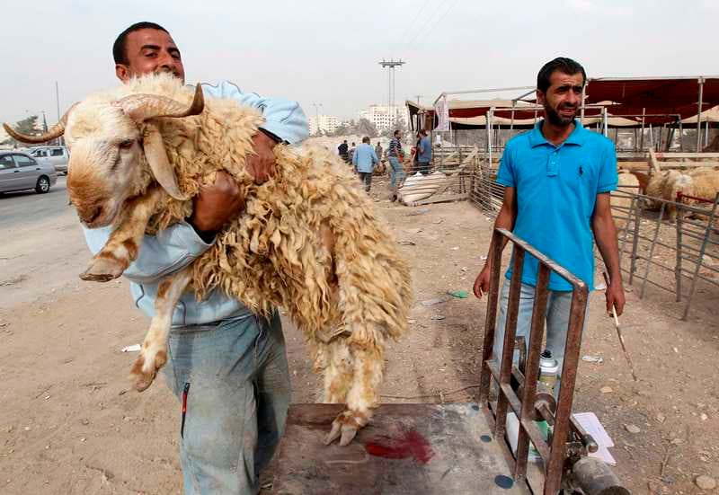 قصة مصورة : الاضحية .. شعيرة يبحث عنها كل مسلم