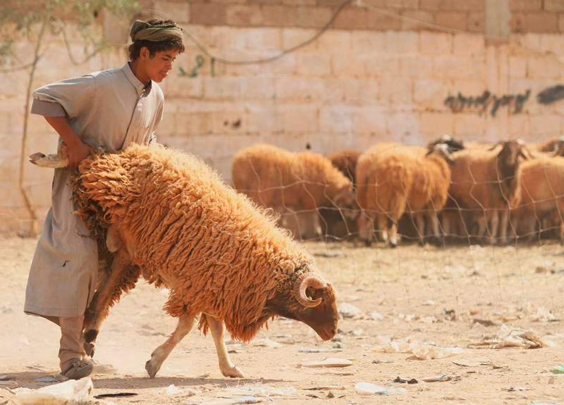 قصة مصورة : الاضحية .. شعيرة يبحث عنها كل مسلم