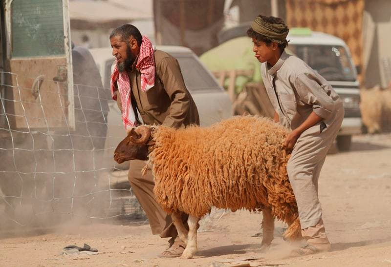 قصة مصورة : الاضحية .. شعيرة يبحث عنها كل مسلم