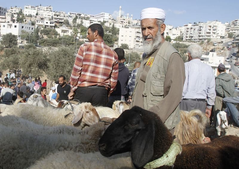 قصة مصورة : الاضحية .. شعيرة يبحث عنها كل مسلم