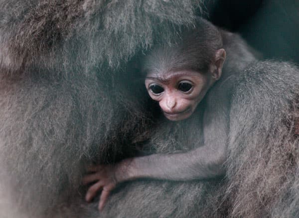 قصة مصورة : قرد رضيع من النوع المهدد بالانقراض يحضن أمه بحديقة حيوانات إندونيسية