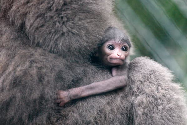 قصة مصورة : قرد رضيع من النوع المهدد بالانقراض يحضن أمه بحديقة حيوانات إندونيسية
