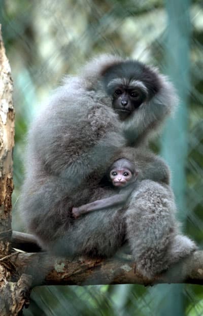 قصة مصورة : قرد رضيع من النوع المهدد بالانقراض يحضن أمه بحديقة حيوانات إندونيسية