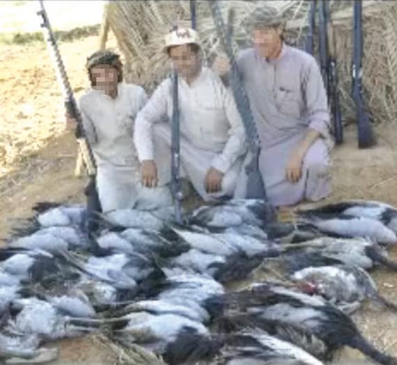 فنان جماهيري يبيد طائر الكرك وينشر مقطعا على اليوتيوب والمشاهدات بالملايين