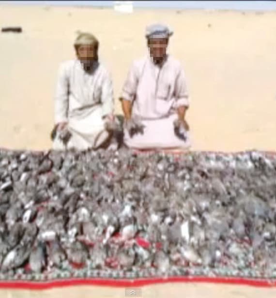 فنان جماهيري يبيد طائر الكرك وينشر مقطعا على اليوتيوب والمشاهدات بالملايين