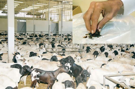 سوق الأغنام في مكة.. هايبر كبير لبيع «النشوق»