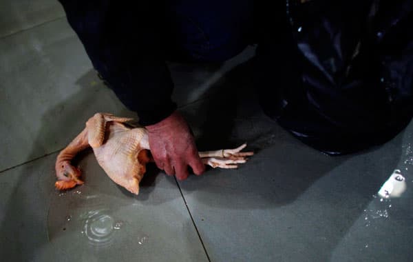 قصة مصورة : الصين تذبح الدواجن مع ارتفاع الوفيات بانفلونزا الطيور