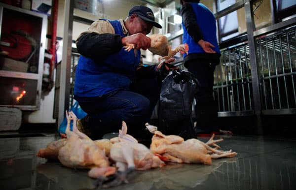 قصة مصورة : الصين تذبح الدواجن مع ارتفاع الوفيات بانفلونزا الطيور