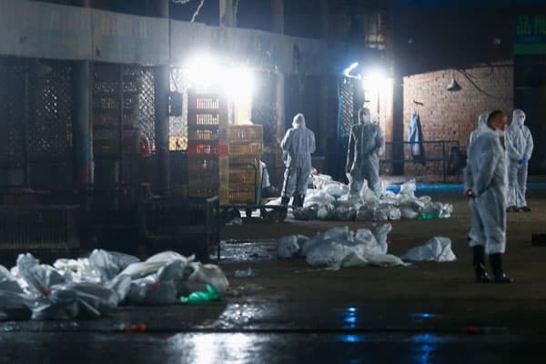 قصة مصورة : الصين تذبح الدواجن مع ارتفاع الوفيات بانفلونزا الطيور