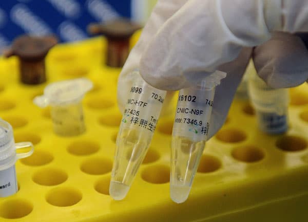 قصة مصورة : الصين تذبح الدواجن مع ارتفاع الوفيات بانفلونزا الطيور