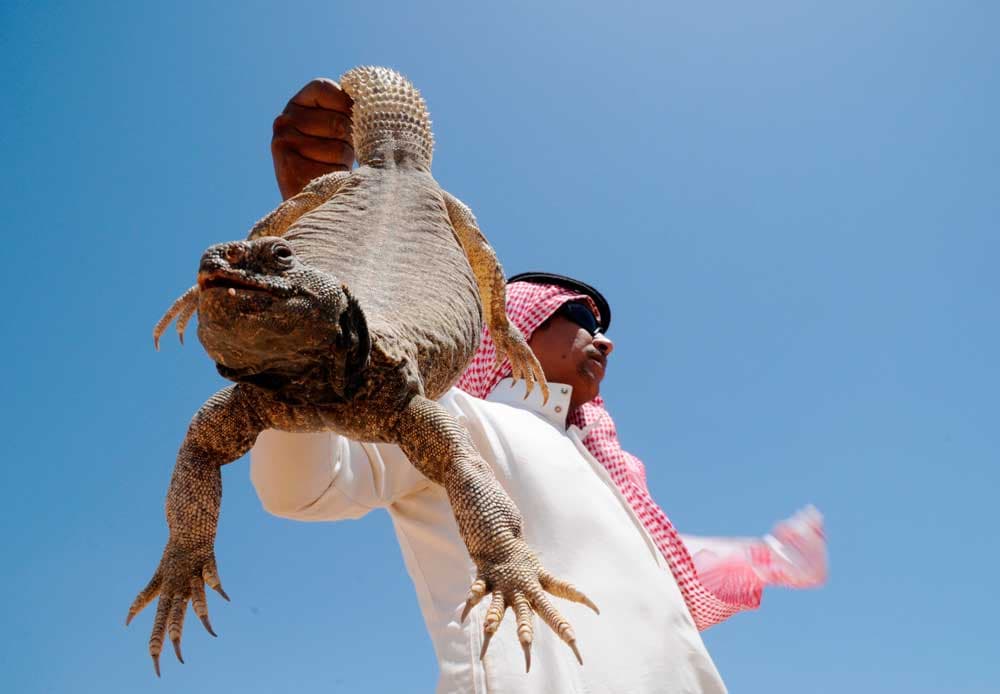 قصة مصورة: شبان يطاردون  الضبان في صحراء تبوك