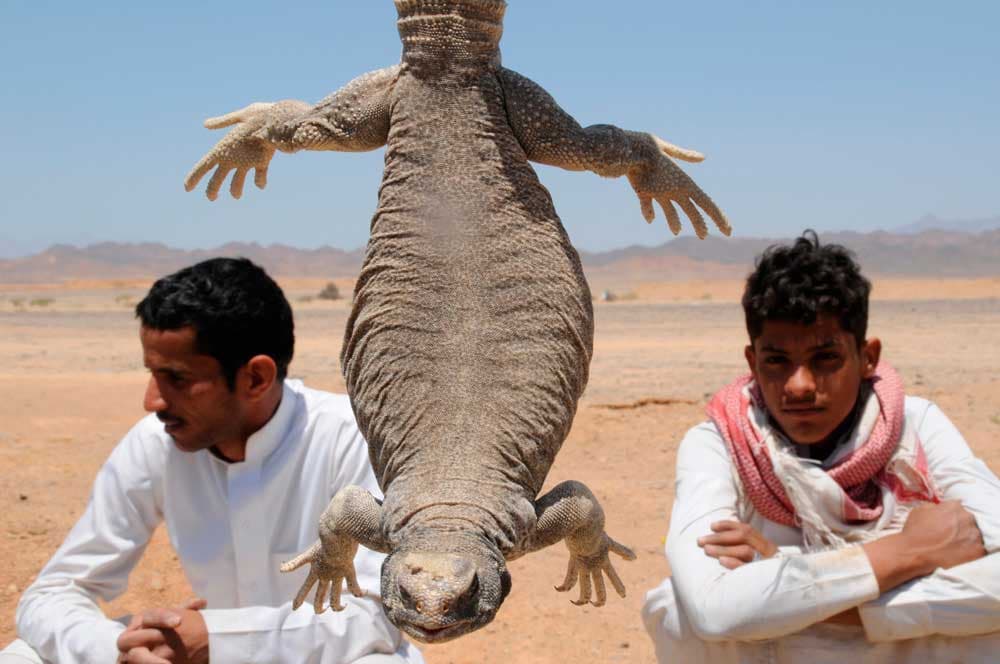قصة مصورة: شبان يطاردون  الضبان في صحراء تبوك