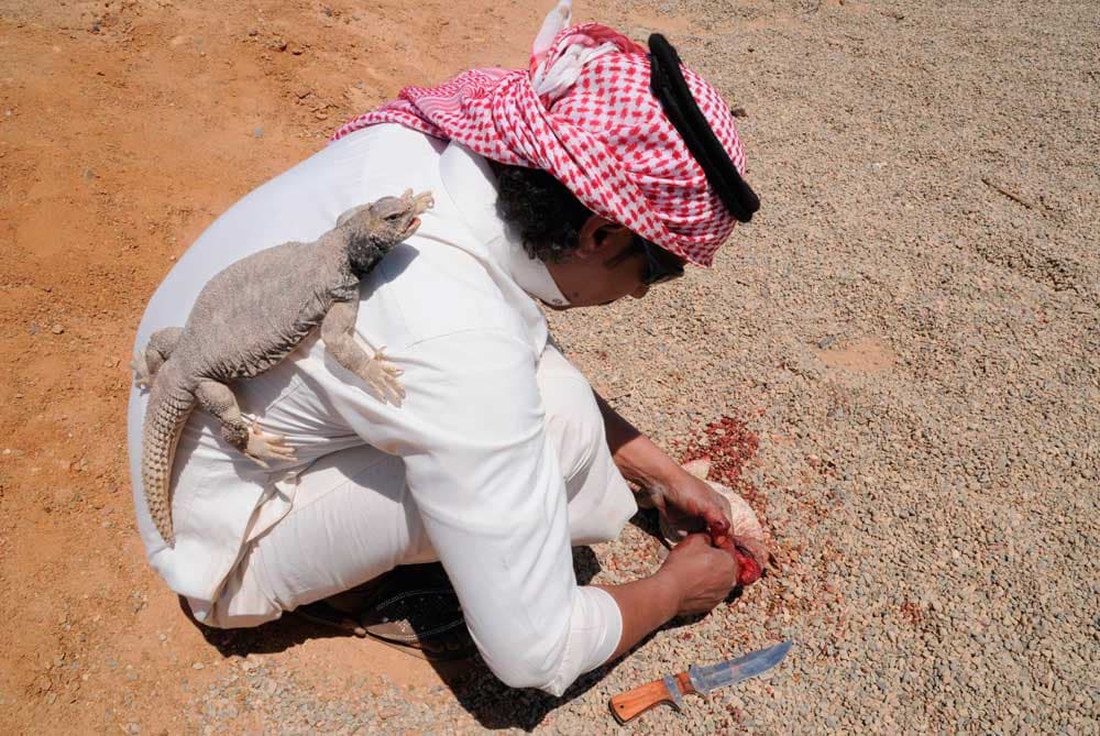 قصة مصورة: شبان يطاردون  الضبان في صحراء تبوك