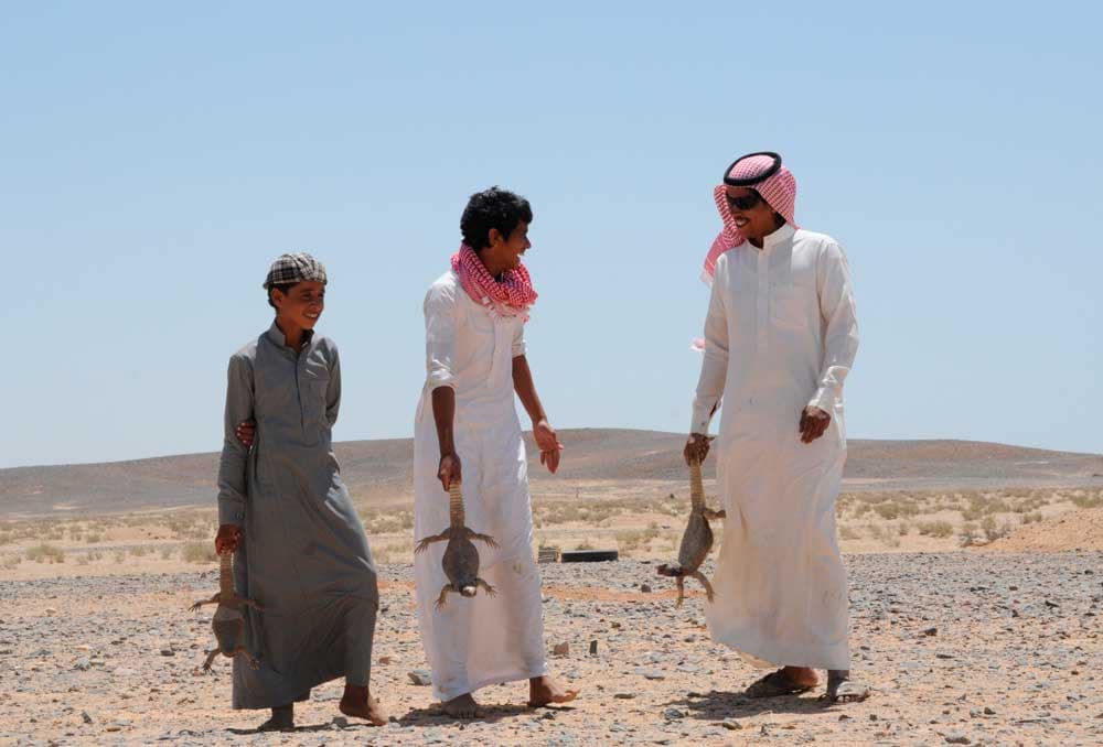 قصة مصورة: شبان يطاردون  الضبان في صحراء تبوك