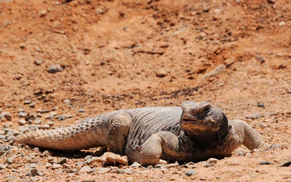 قصة مصورة: شبان يطاردون  الضبان في صحراء تبوك
