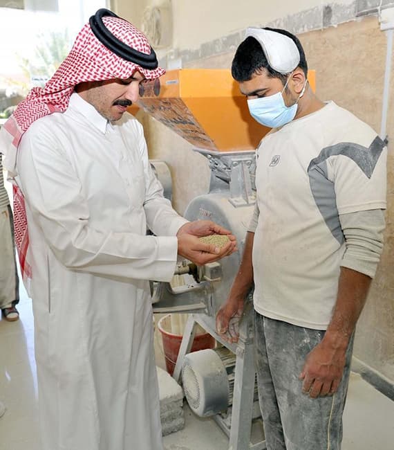 " دخن " الباحة .. منتج غني بالغذاء والدواء