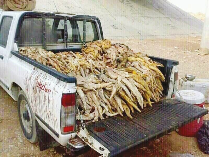 «الضب» مهدد بالانقراض من الصحراء السعودية